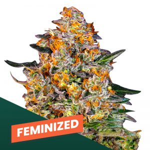 Feminized Wietzaden