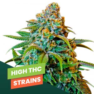 Hoge THC Strains