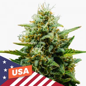 USA Strains